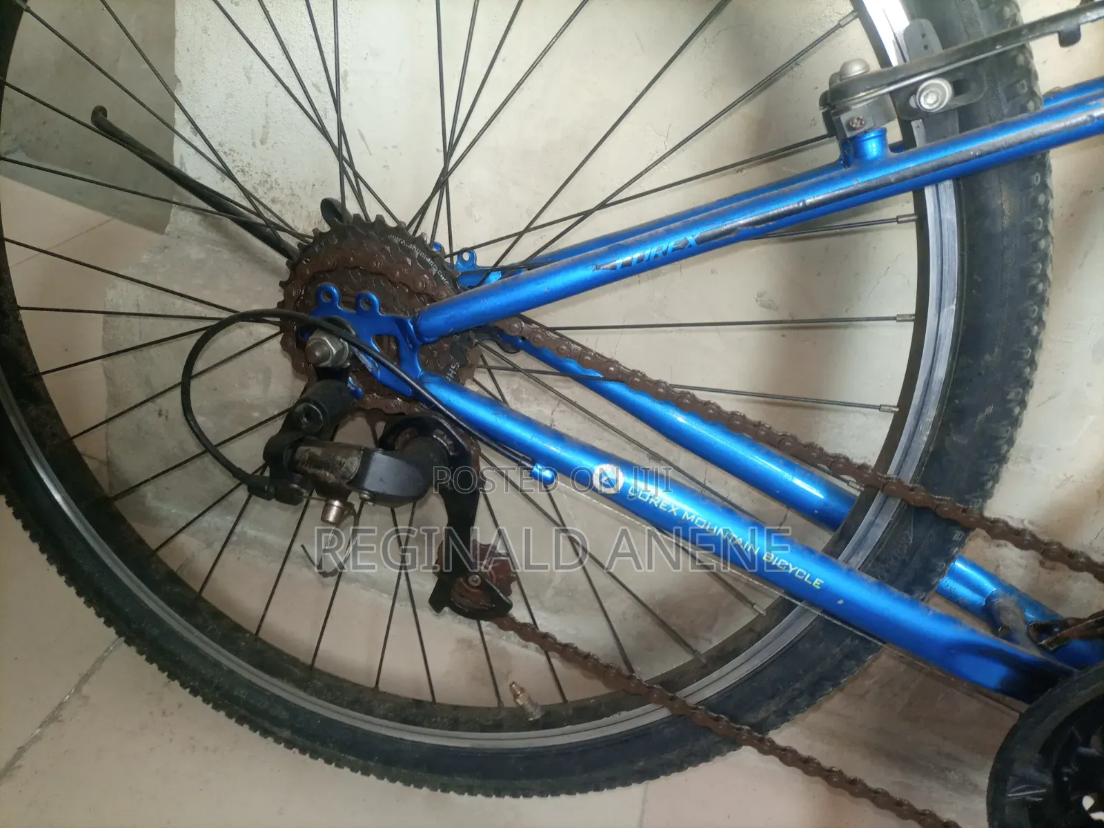 Adult Bicycles