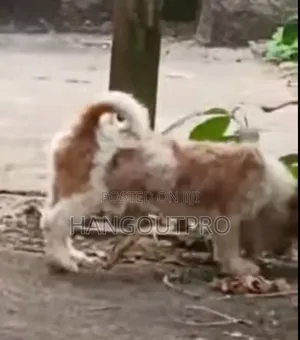 1+ year Male Purebred Lhasa Apso