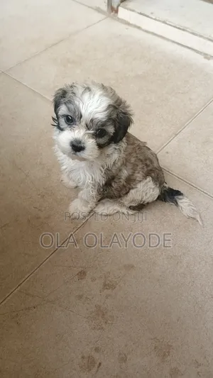 1-3 months Male Purebred Lhasa Apso