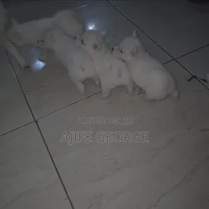 1-3 months Female Purebred American Eskimo