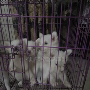 1-3 months Female Purebred American Eskimo
