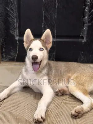 1-3 months Male Purebred Siberian Husky