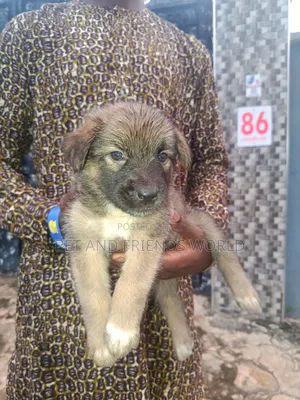 1-3 months Female Purebred German Shepherd