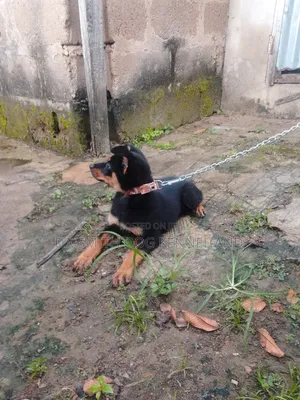 1-3 months Female Mixed Breed Rottweiler