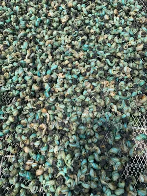 Dried Periwinkle