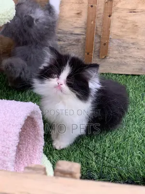1-3 months Male Purebred Persian