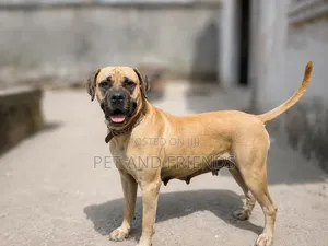 1+ year Female Purebred Boerboel