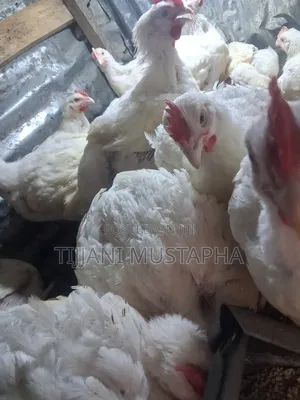 Chicken Broilers