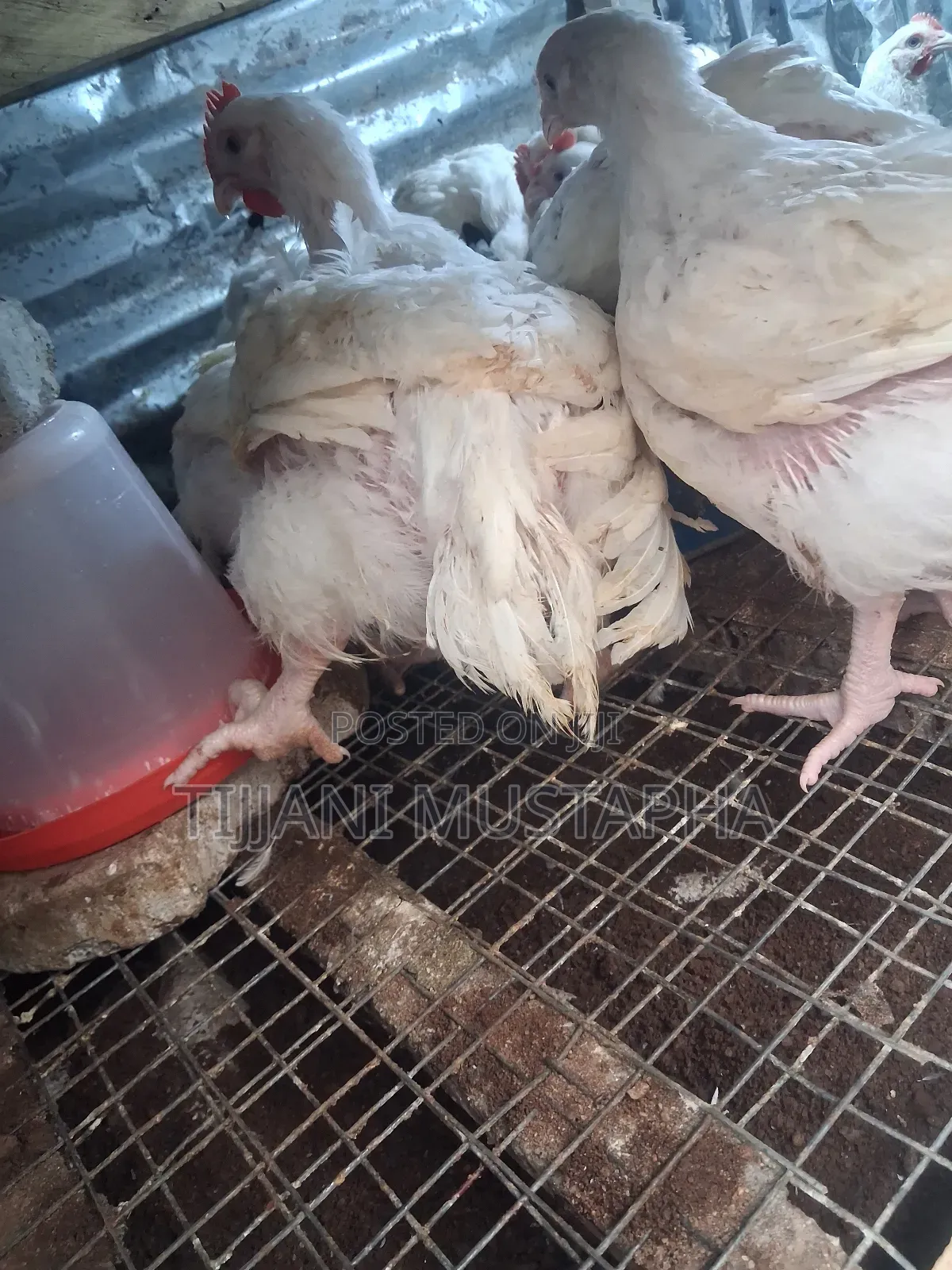Chicken Broilers