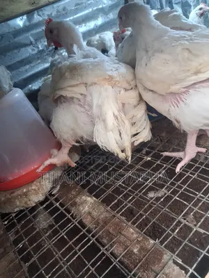 Chicken Broilers