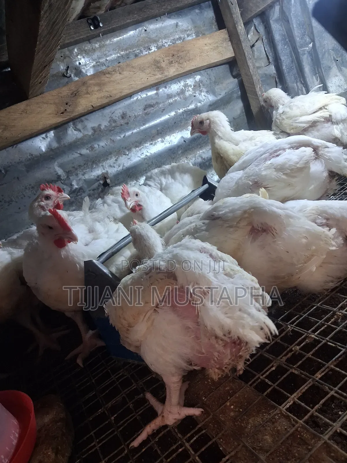 Chicken Broilers