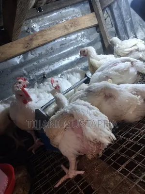 Chicken Broilers