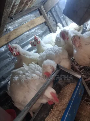 Chicken Broilers