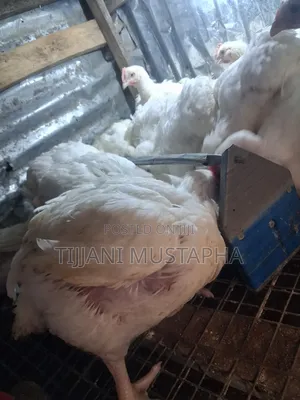 Chicken Broilers