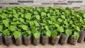 Fresh Manila Grass for Lawn - Ogbomoso