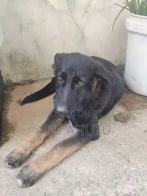 3-6 months Female Mixed Breed Caucasian Shepherd