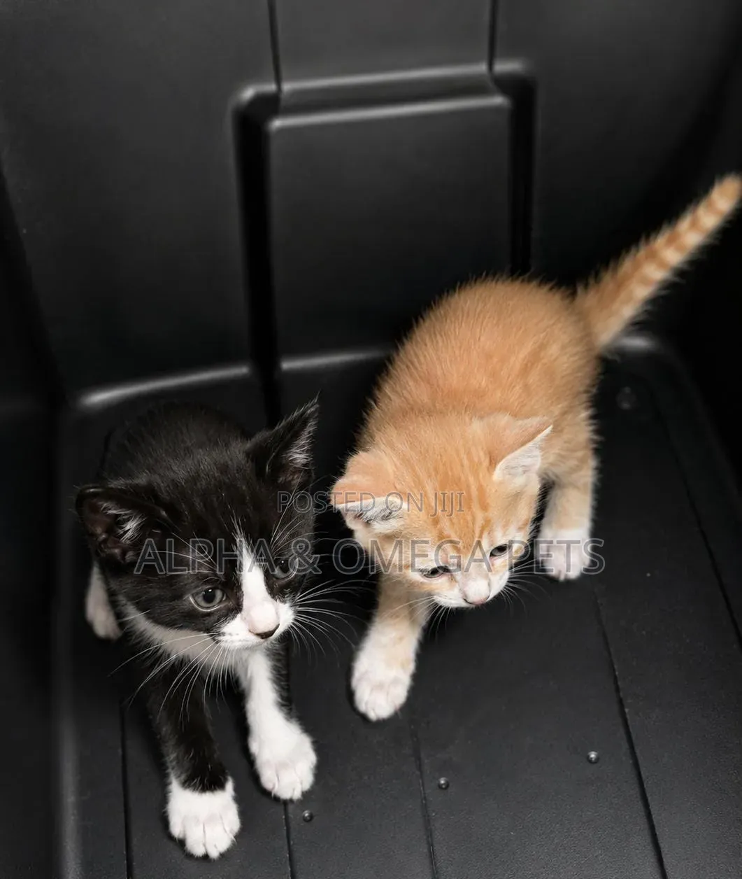 1-3 months Female Mixed Breed Turkish Angora