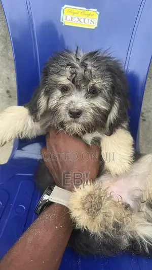 3-6 months Female Purebred Lhasa Apso