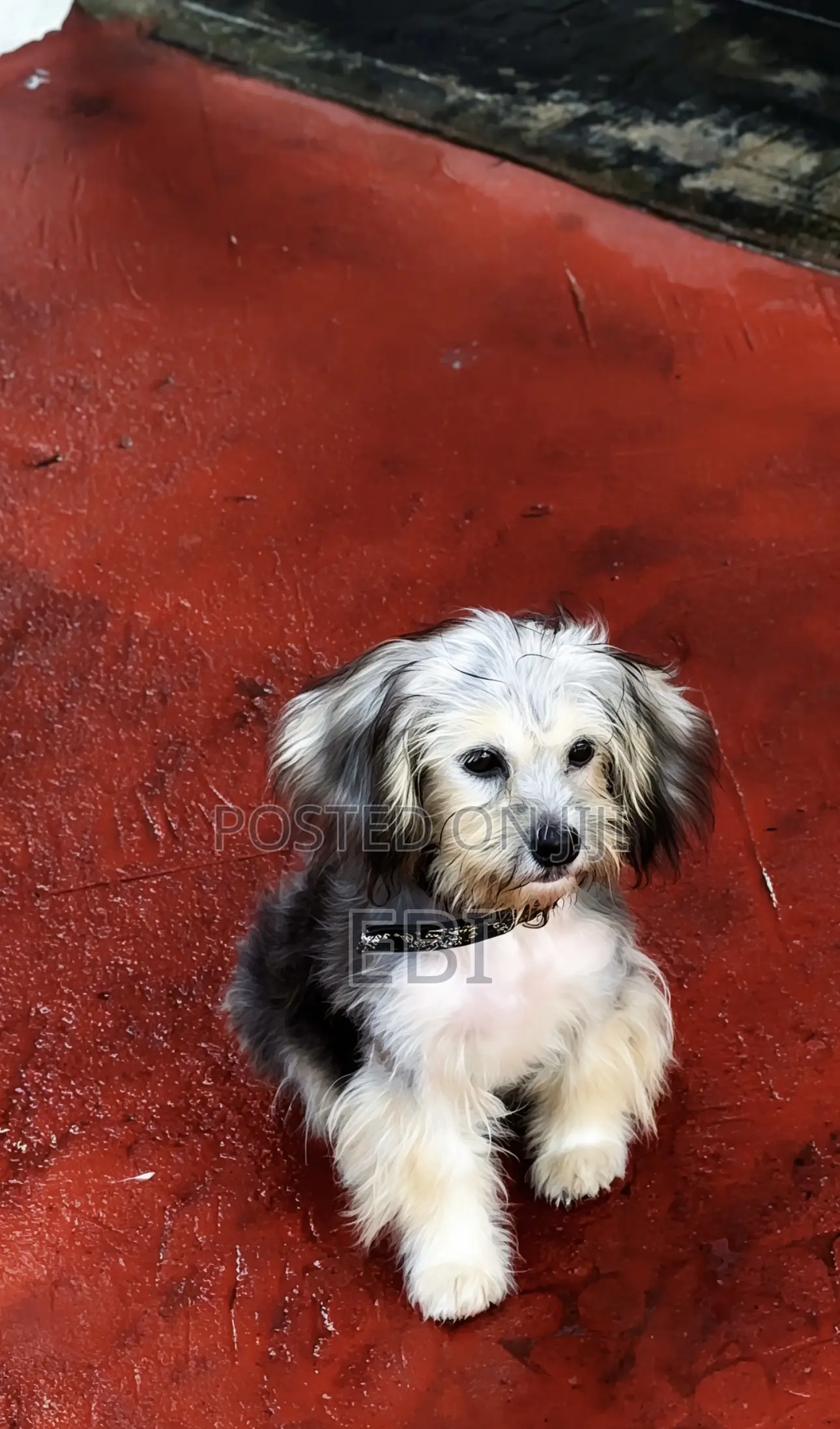3-6 months Female Purebred Lhasa Apso