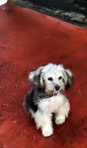 3-6 months Female Purebred Lhasa Apso