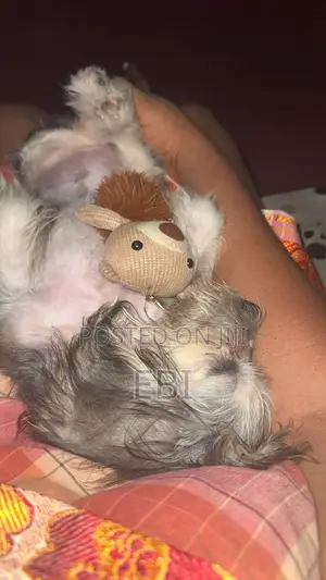 3-6 months Female Purebred Lhasa Apso