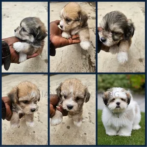 0-1 month Male Purebred Lhasa Apso