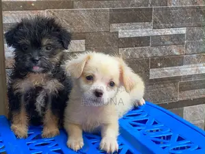 1-3 months Female Purebred Lhasa Apso