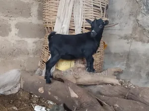 Two Healthy She- Goats for Sale