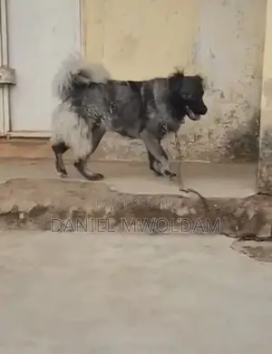 1+ year Female Purebred Caucasian Shepherd