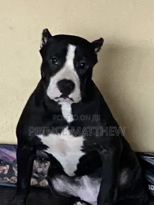 6-12 months Female Purebred American Bully