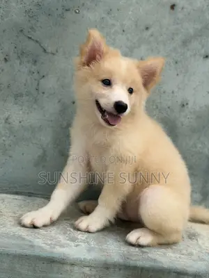 1-3 months Male Purebred American Eskimo