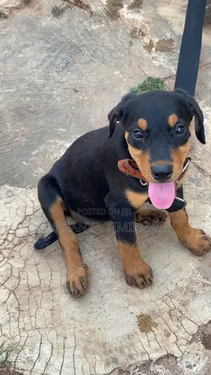 3-6 months Female Purebred Rottweiler