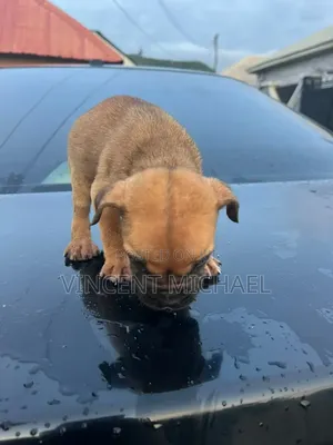 1-3 months Female Purebred Boerboel