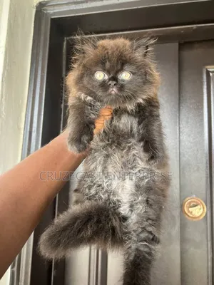 1-3 months Male Purebred Persian