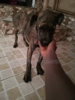 1-3 months Female Purebred Boerboel