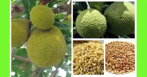 Edy' 5c,S Food Essential Enterprise