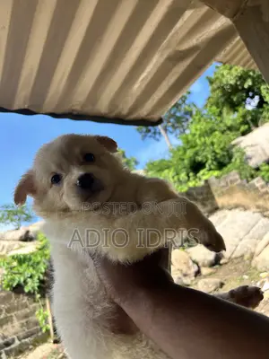 1-3 months Male Purebred American Eskimo