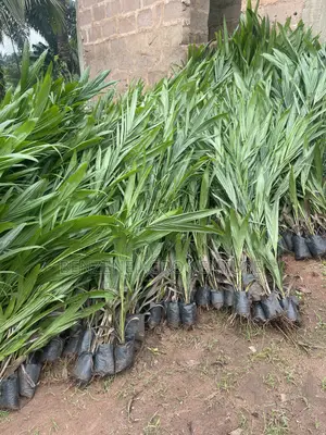 Malaysia Supergene Palm Seedling