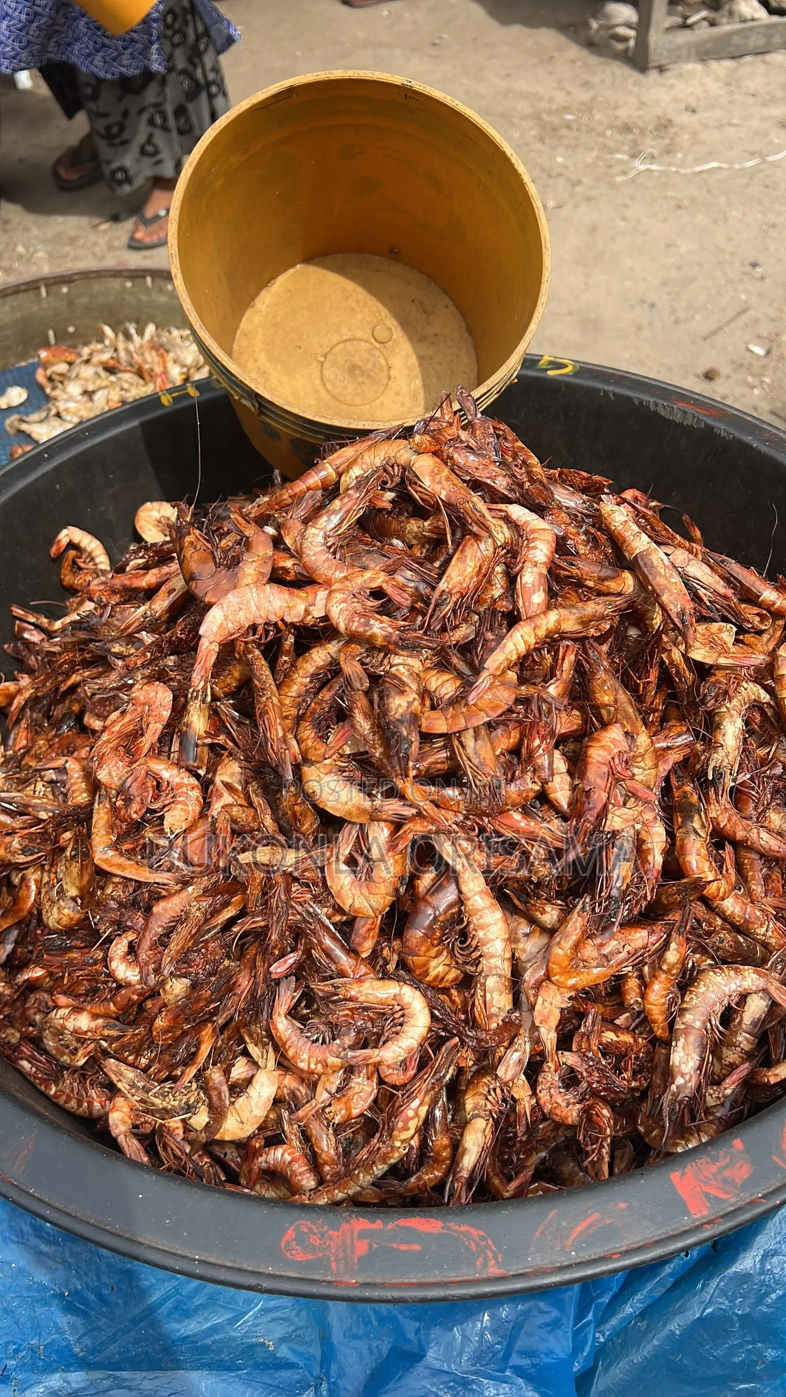 Crayfish and Fish