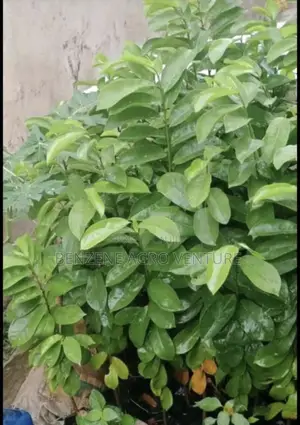 Sourshop Seedling