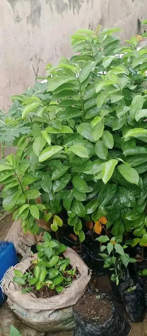 Sourshop Seedling