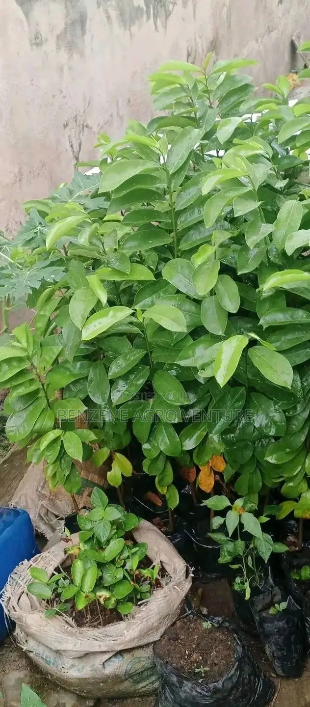 Sourshop Seedling
