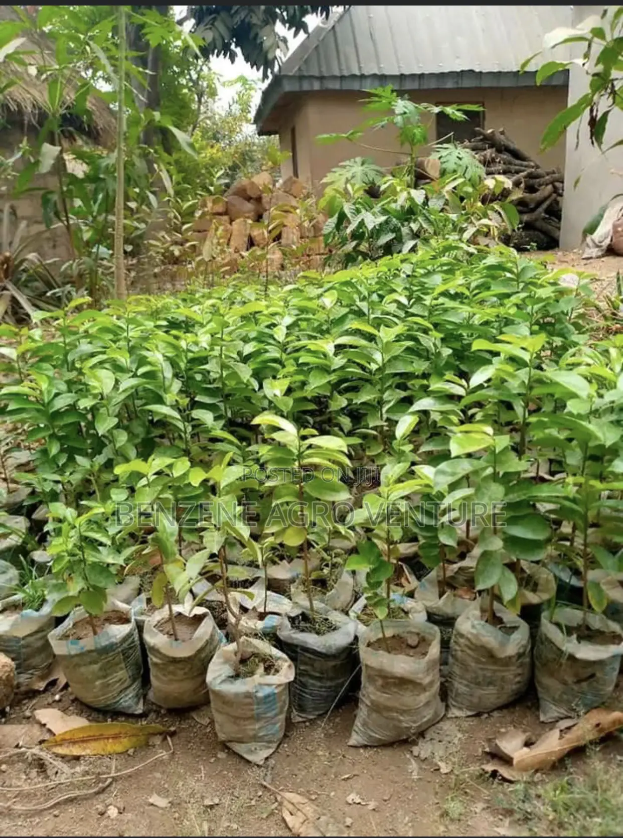 Sourshop Seedling