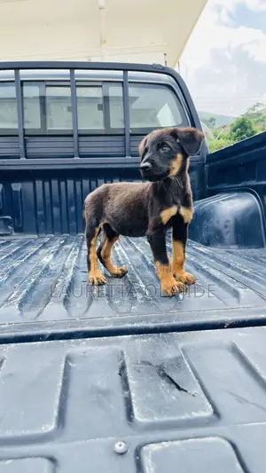 1-3 months Male Purebred German Shepherd