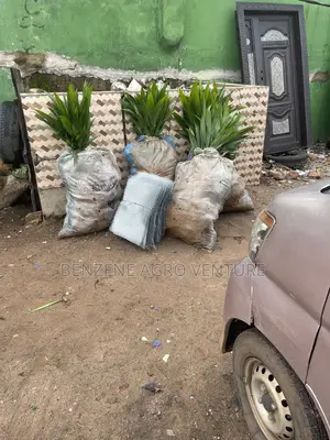 Oil Palm Seedling