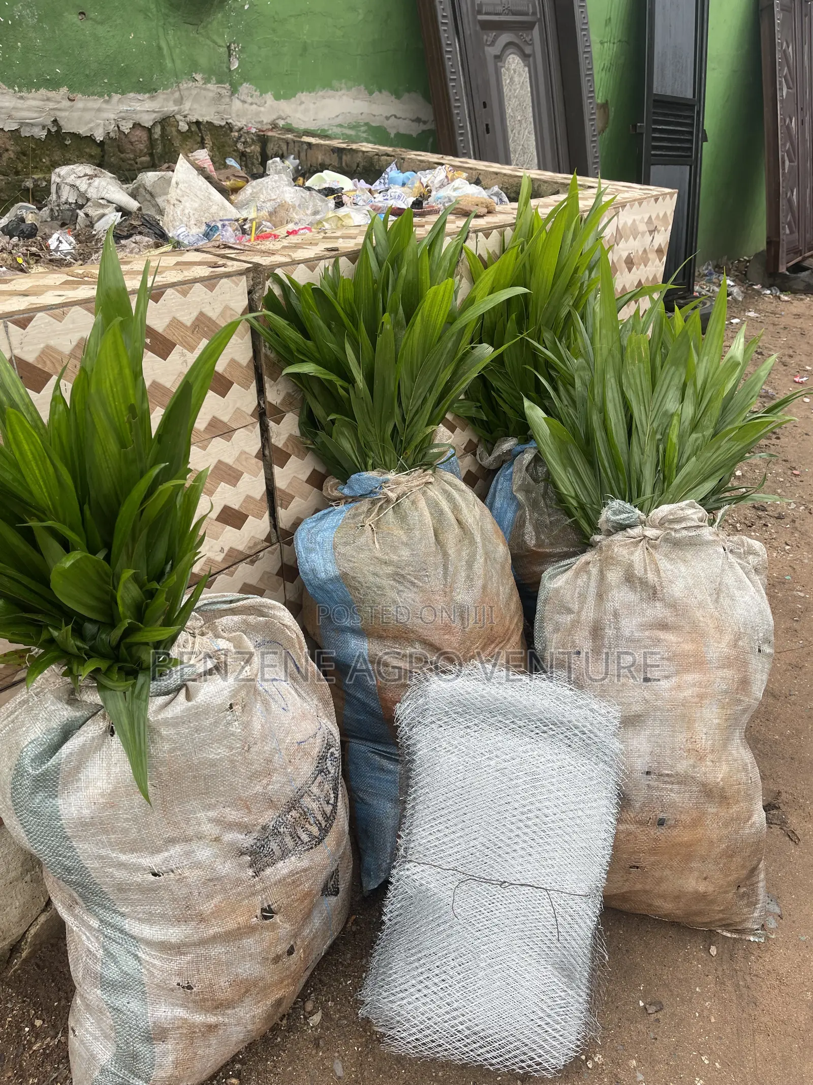 Oil Palm Seedling