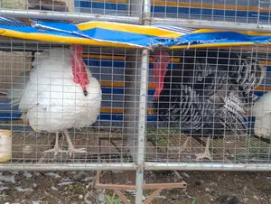 White Male Turkey For Sale