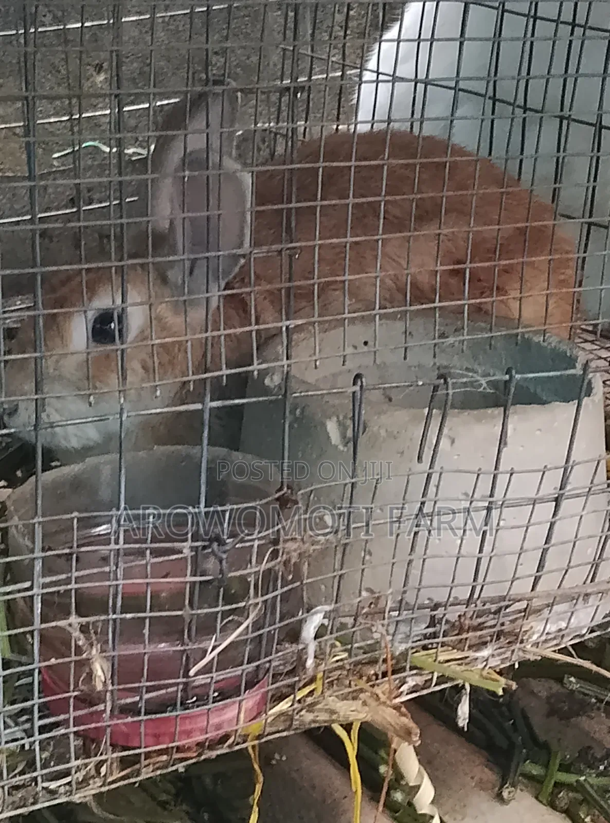Rabbit 2.5kg
