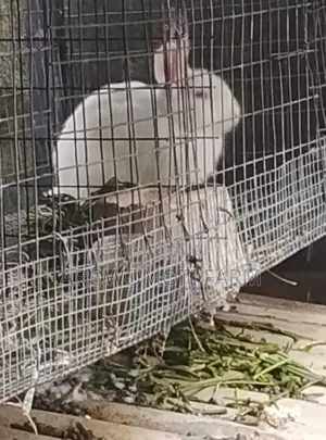 Rabbit 2.5kg