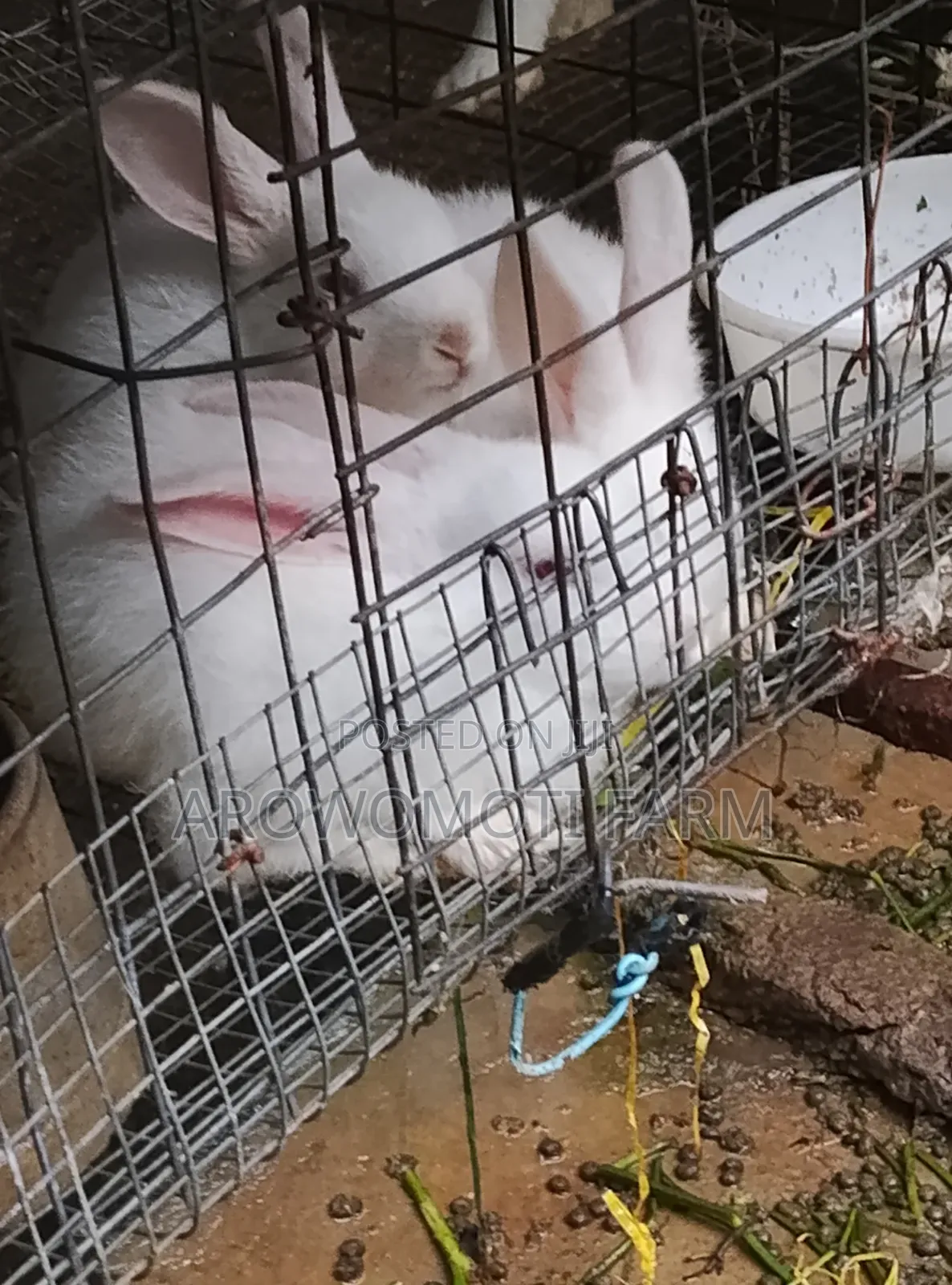 Rabbit 2.5kg